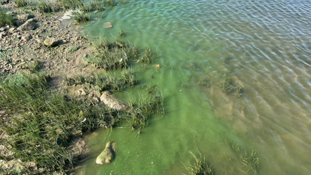 Blue-green algae found in local lakes and reservoirs [Video]