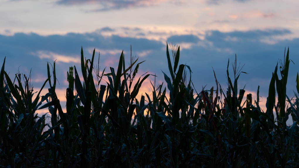 Man flees police through corn field, located by drone [Video]