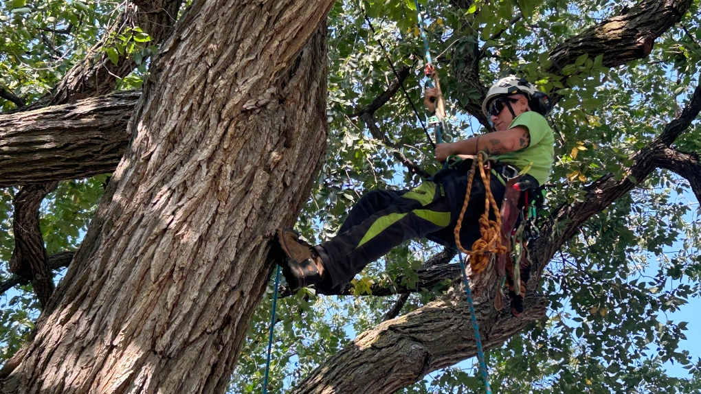 Winnipeg arborist competing in tree-climbing challenges [Video]