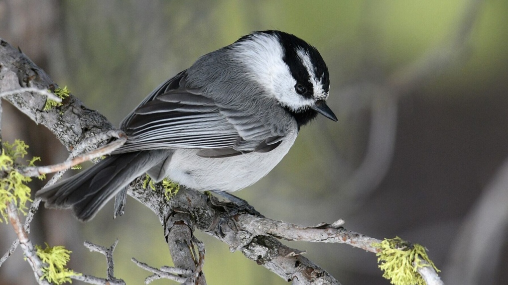 Western study reveals importance of intelligence in species survival [Video]