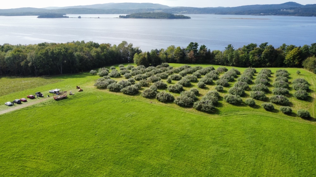 Maritime apple picking season begins [Video]