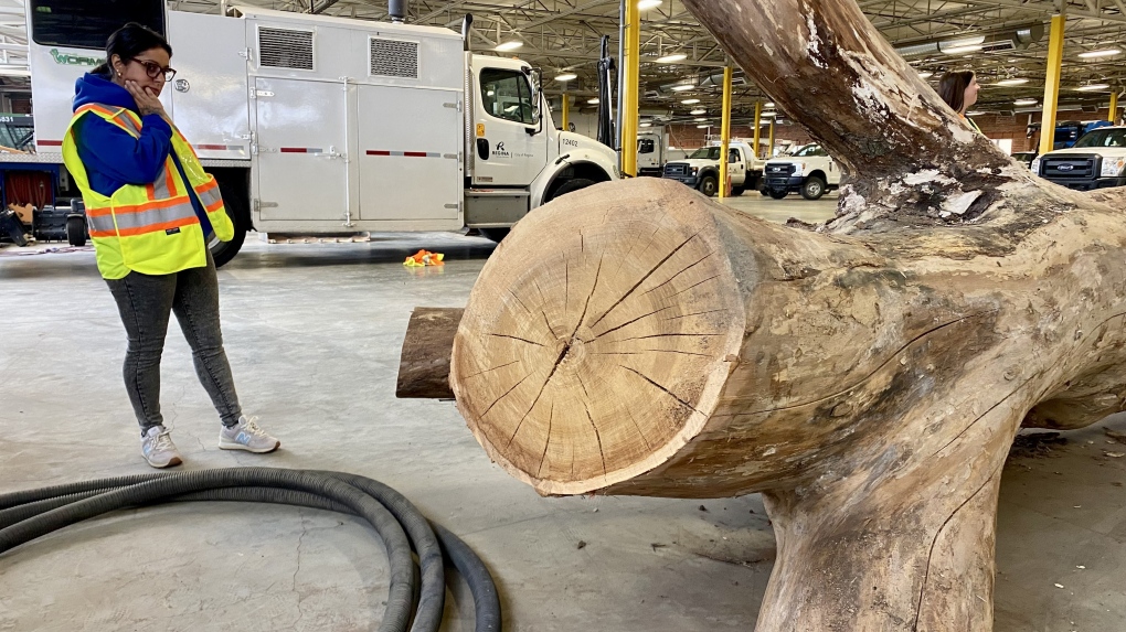 City of Regina: Artists looking to create art using city’s oldest tree [Video]