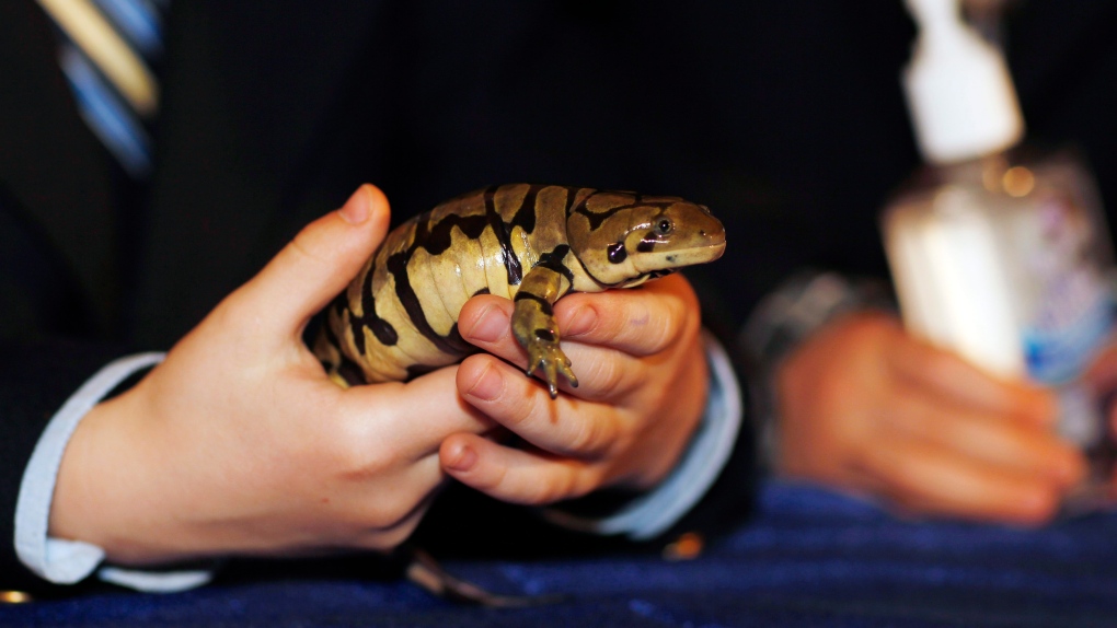 Tiger salamanders make mass appearance in local neighbourhood [Video]