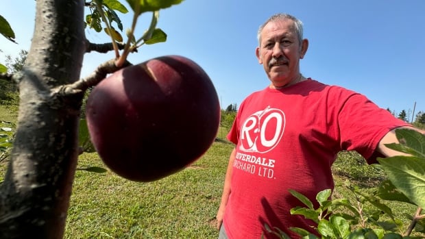 Apple and pear crops looking good but growers still feeling effects of Fiona [Video]