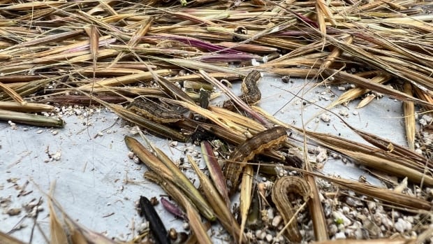 Unidentified pest devastates already weakened wild rice crop in northern Sask. [Video]