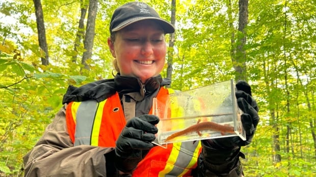 The race is on to save Quebec’s elusive, rare spring salamander [Video]