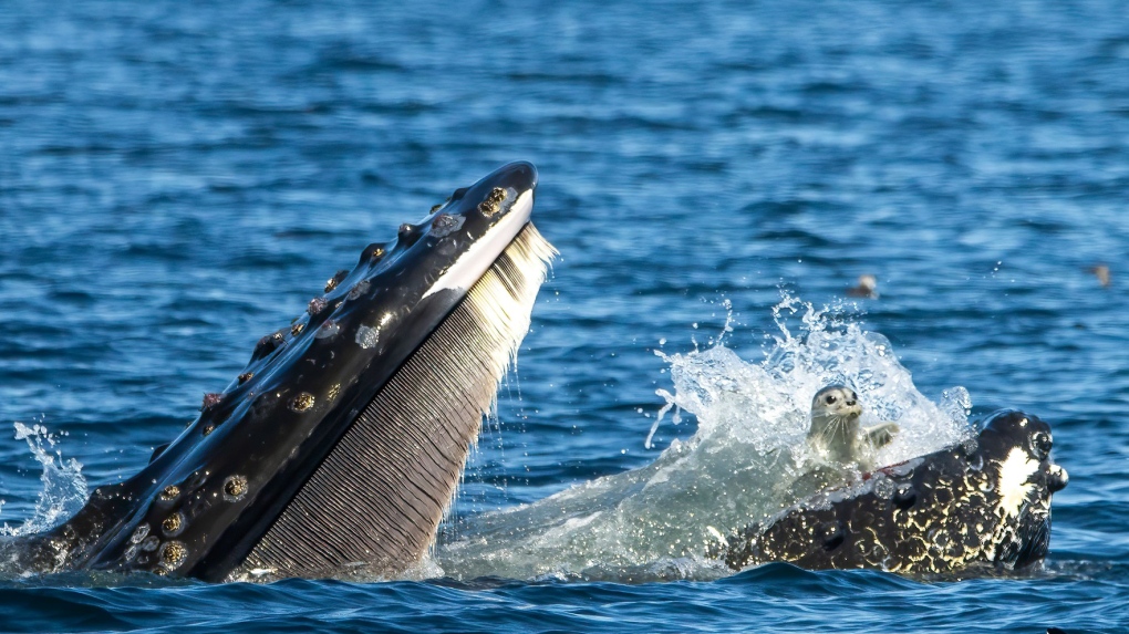 Humpback whale catches seal off B.C. [Video]