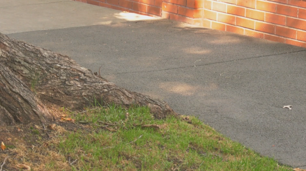 Calgary using rubber sidewalks to reduce damage to tree roots [Video]