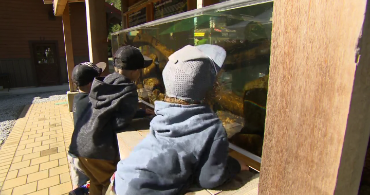 North Vancouver hatchery lets students get up-close and personal with salmon – BC [Video]