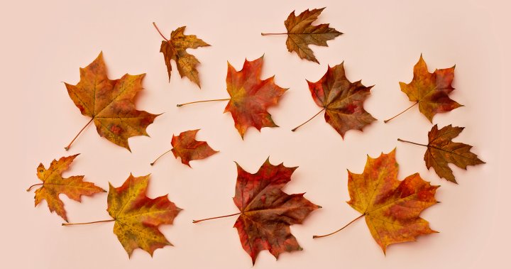 Ditch the rake: Smarter ways to keep your yard leaf-free – National [Video]