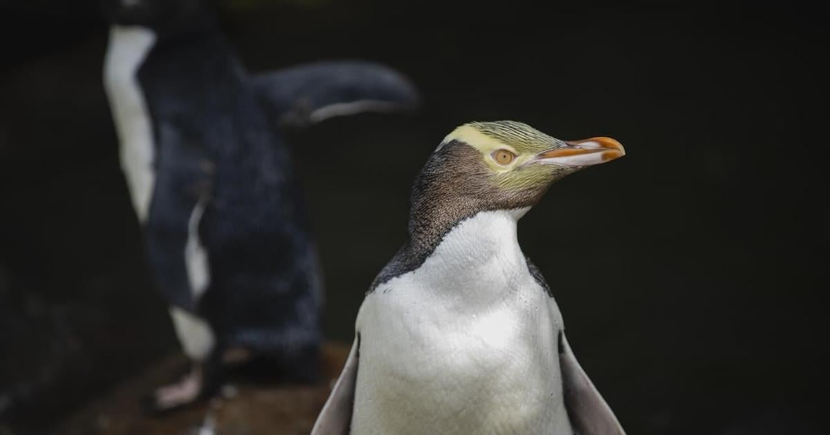 A smelly penguin wins New Zealand’s hard-fought bird election [Video]