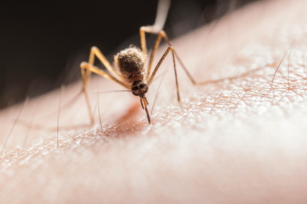 Waterloo Region reports its first West Nile cases for 2024 [Video]