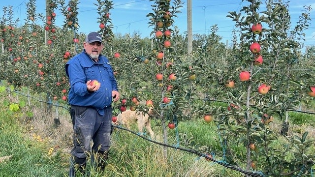 Ontarians urged to ‘buy local’ this apple season [Video]