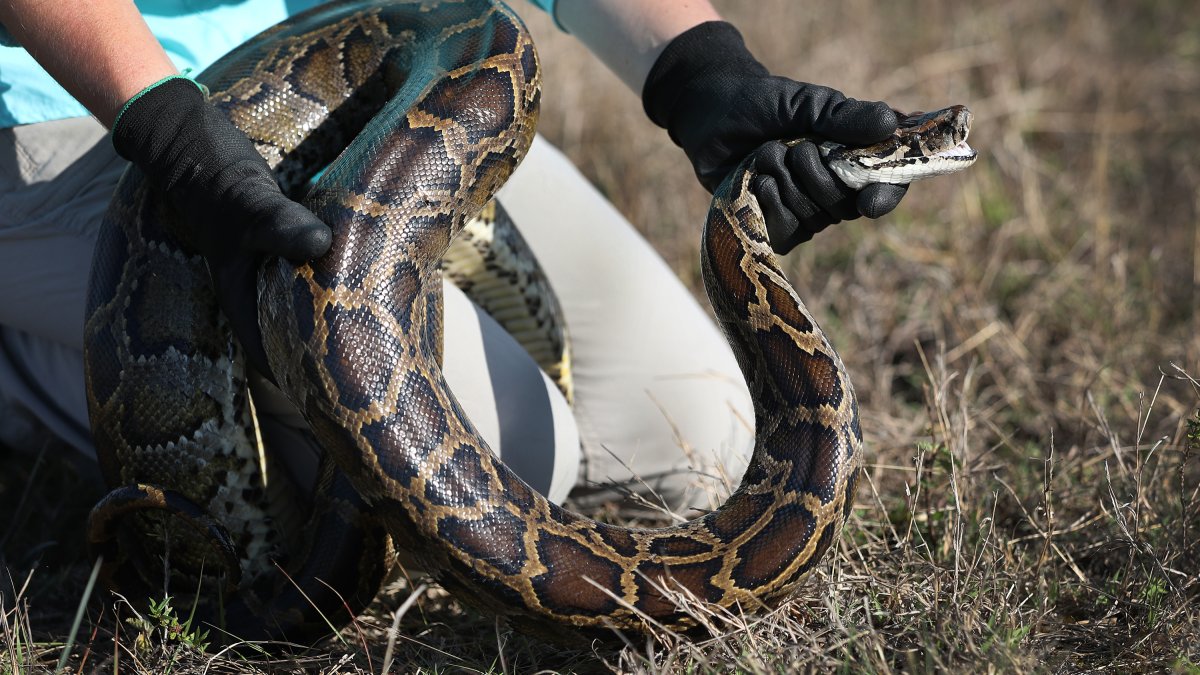 Winner removed 20 pythons from Florida Everglades in challenge  NBC 6 South Florida [Video]