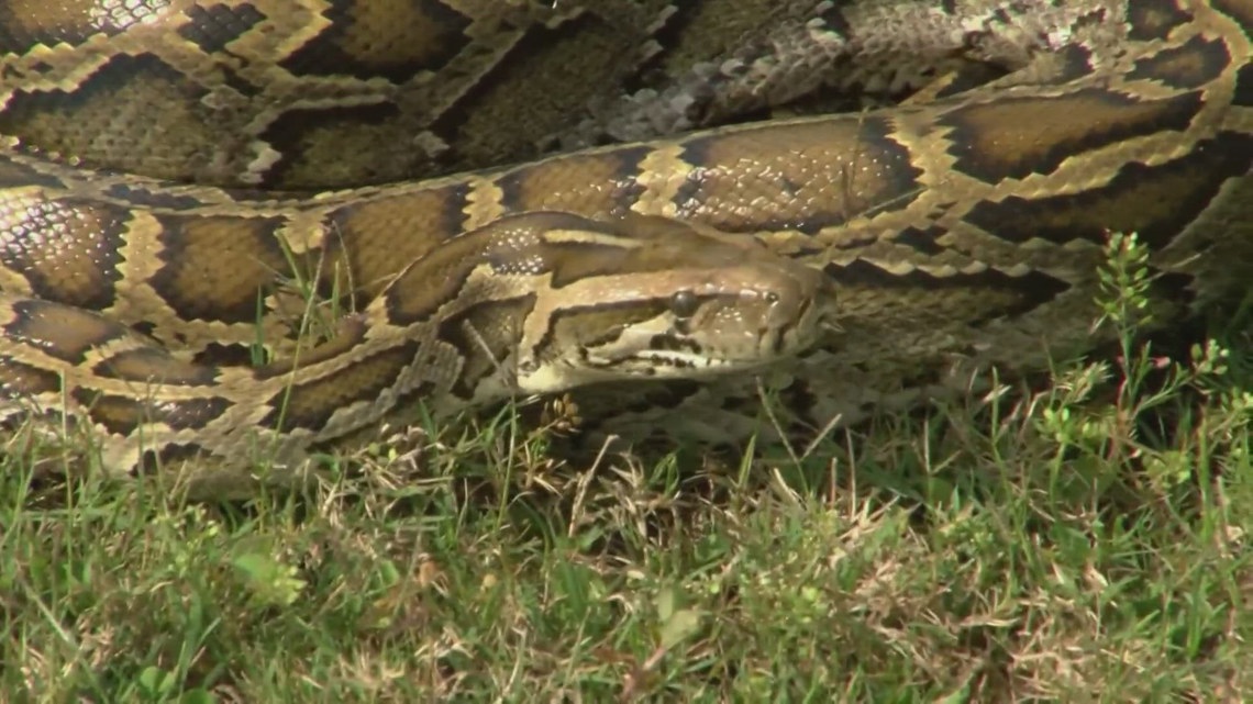 The 2024 Florida Python Challenge is over. Here’s who won [Video]