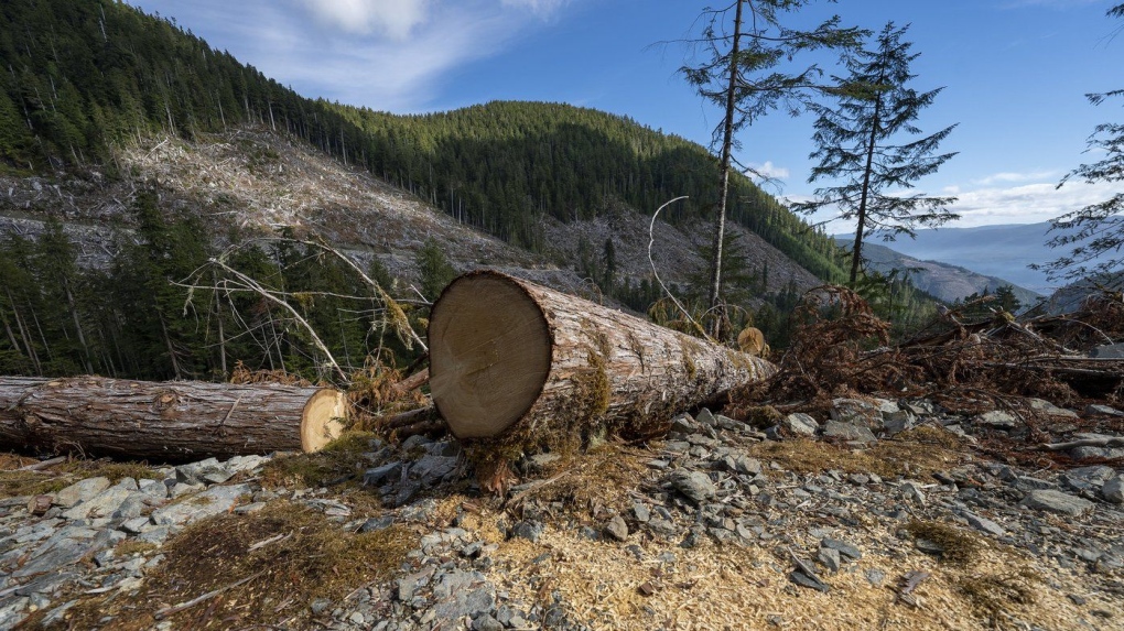 B.C. should improve watershed management: forest watchdog [Video]