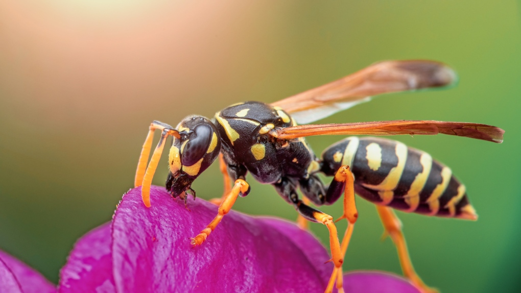 Bees, hornets aggressive in warm Maritime autumn [Video]