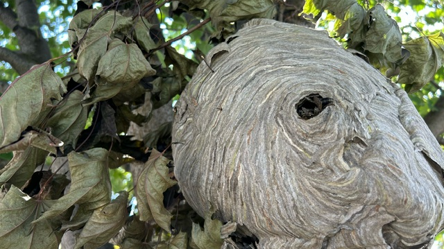 What to do with wasp nests around your home [Video]