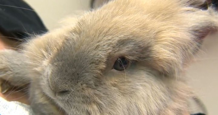 No, a picture of a bunny is not proof of Indigeneity: federal government – National [Video]