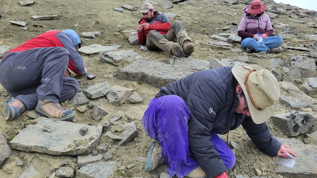 Royal B.C. Museum paleontologists discover fossil ‘trove’ [Video]