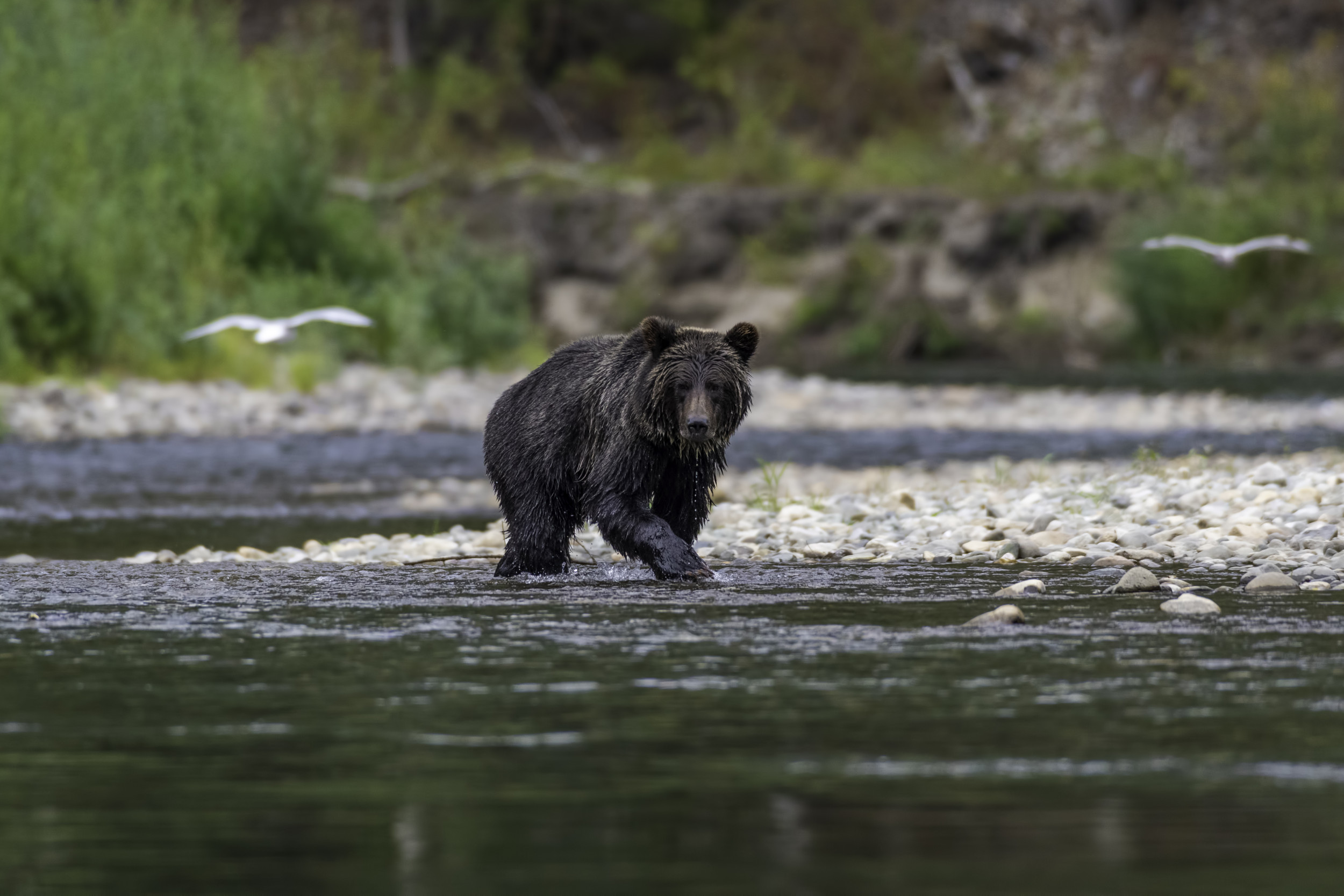 Bear Captivated by Cable Cars Soaring by Delights Internet: ‘Magical’ [Video]