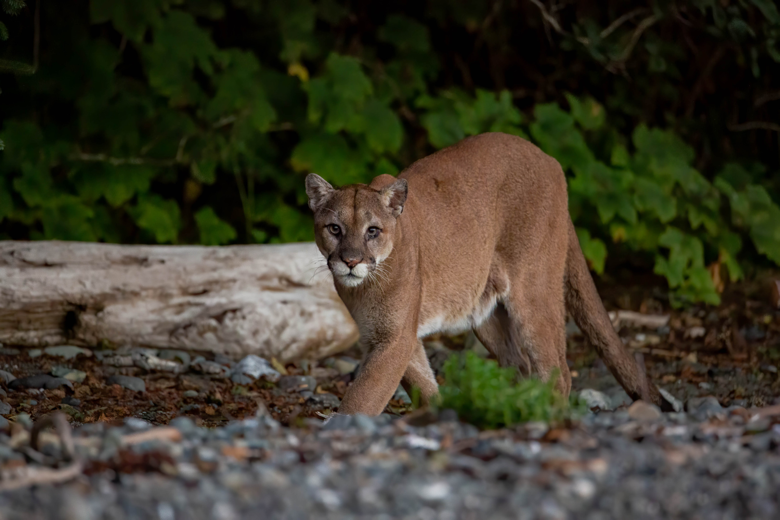 Chills As ‘Massive’ Cougar Spotted Prowling Outside Home in Broad Daylight [Video]