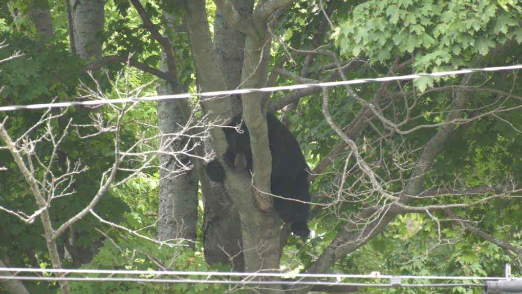 Bear spotted near Dartmouth Commons: police [Video]