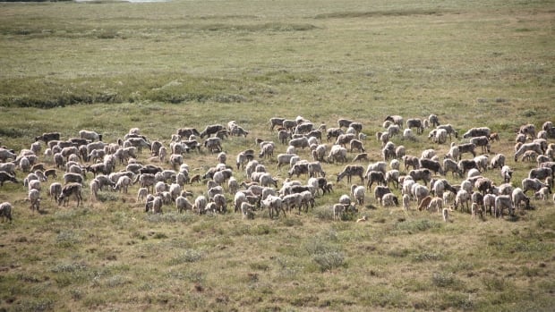 N.W.T. board considering whether Tch should be allowed to increase caribou harvest [Video]