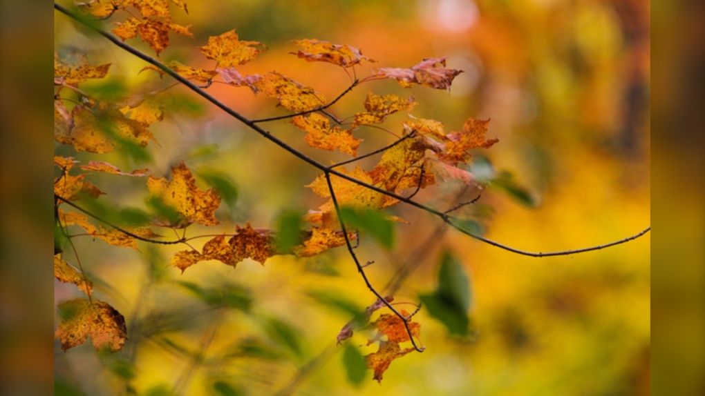 London Ont. forecast September 19 [Video]