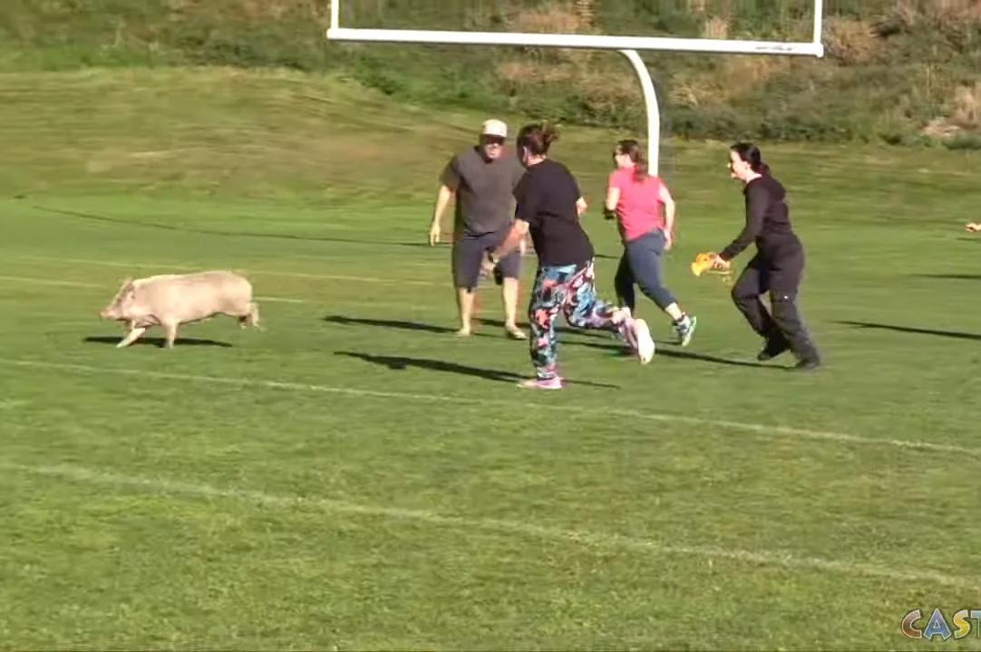 Watch: Escaped pigs wrangled as school kids cheer [Video]