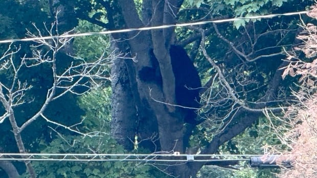 N.S. school briefly put in lockdown over bear on the loose [Video]