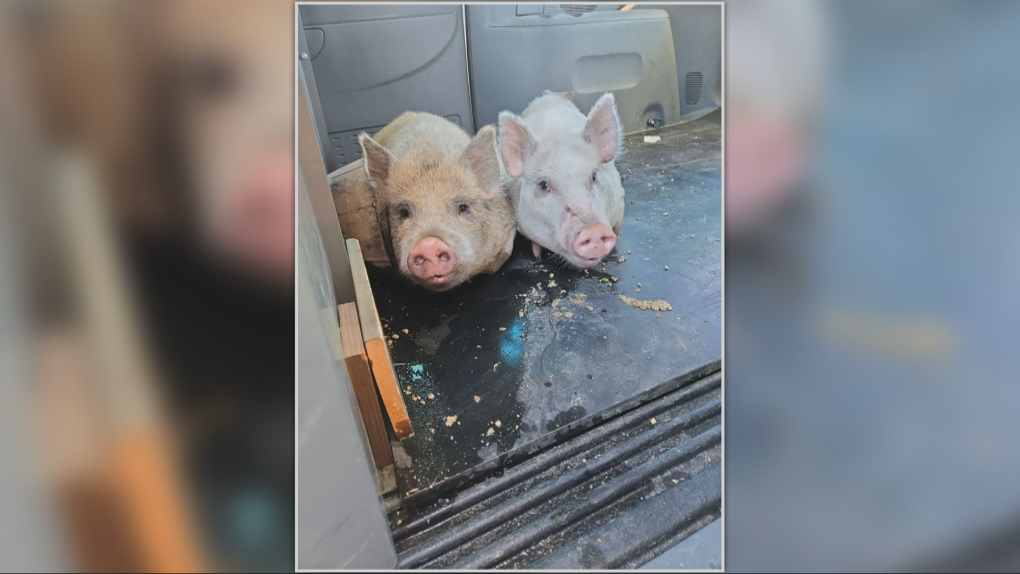 Runaway pigs rounded up in West Kelowna, B.C. [Video]