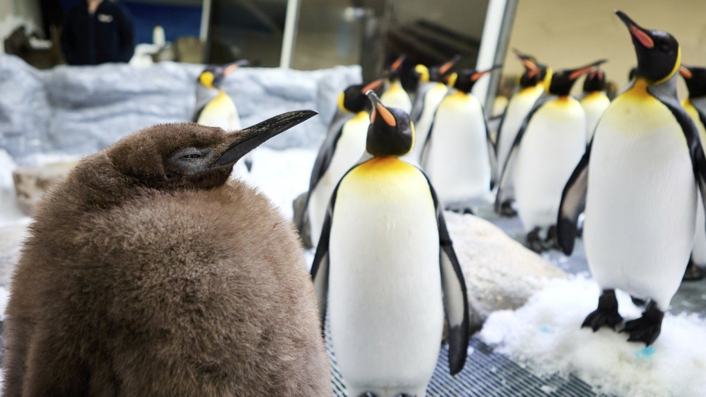 Giant penguin chick Pesto garners social media stardom [Video]