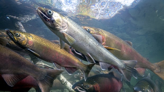 Salmon populations in decline across B.C. and Yukon: report [Video]