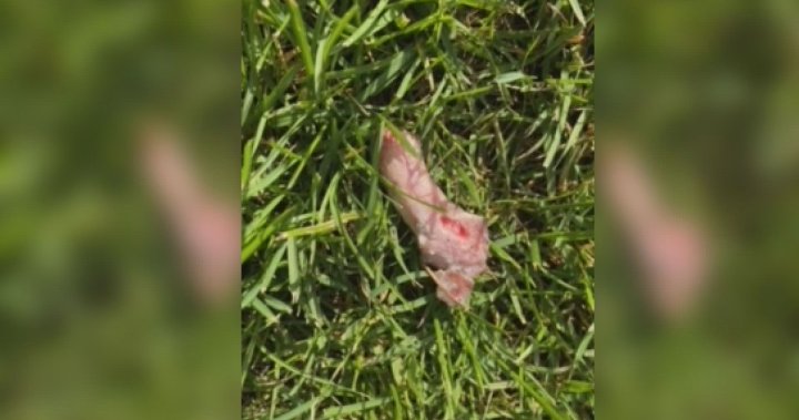 Animal parts falling from the sky have one B.C. community fed up [Video]