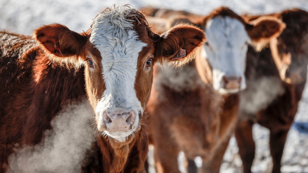 No end for China’s ban on Canadian beef [Video]