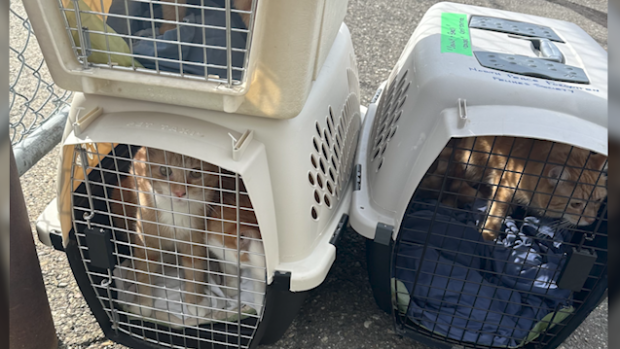 Victoria animal rescue group saves 14 stray cats from Fort St. John [Video]