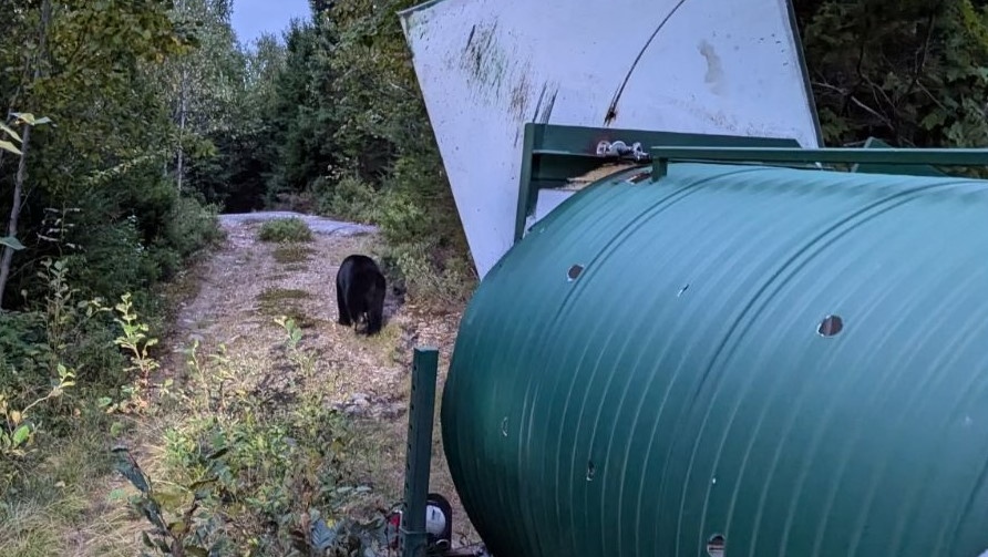 N.S. bear released back to wild [Video]