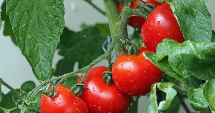 Frost coming to parts of Alberta  heres what you need to harvest from your garden [Video]