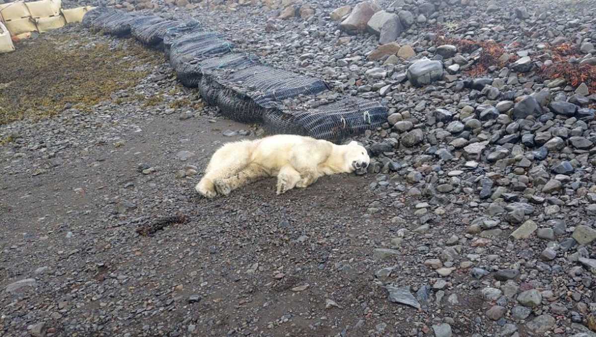 Police shoot rare polar bear that showed up on shores of Iceland [Video]