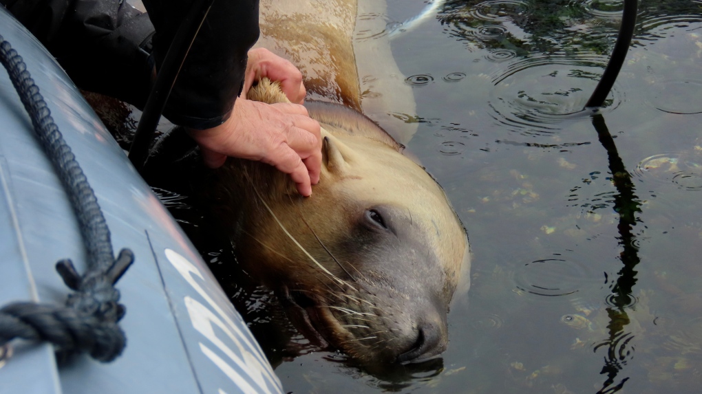 Rescuers free entangled sea lion off Vancouver Island [Video]