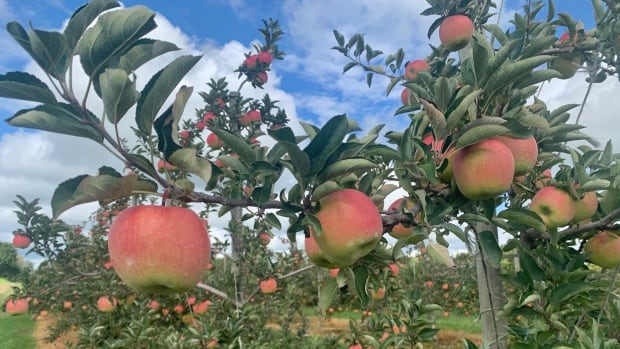 These London-area farmers say this year’s apples are some of the biggest ever [Video]