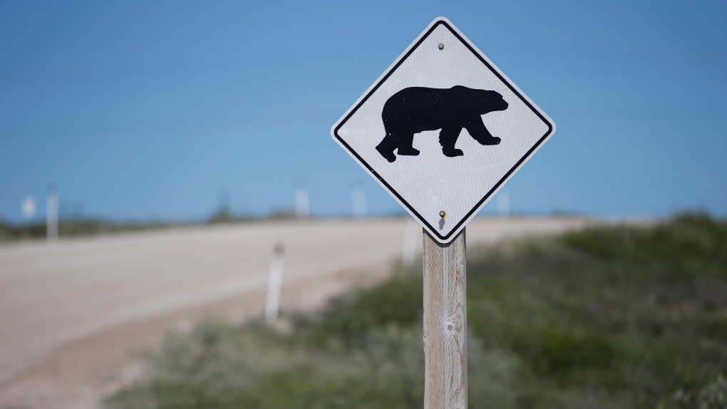 Rare Iceland polar bear killed by police [Video]