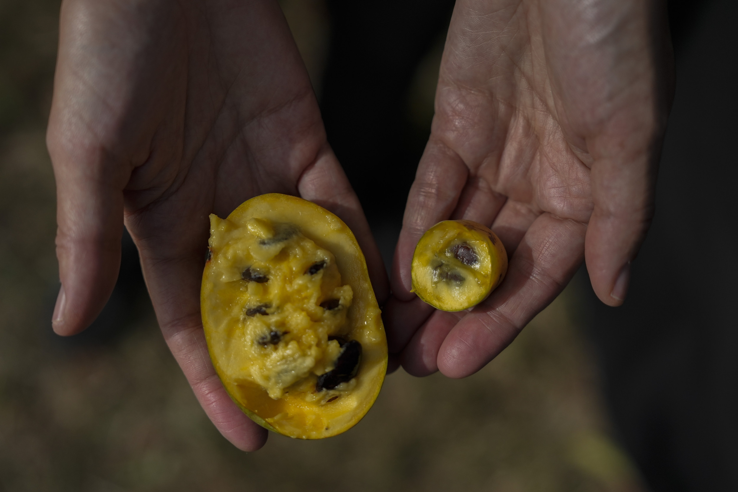 Pawpaw Fruits Hit by Extreme Weather, Climate Change Blamed [Video]