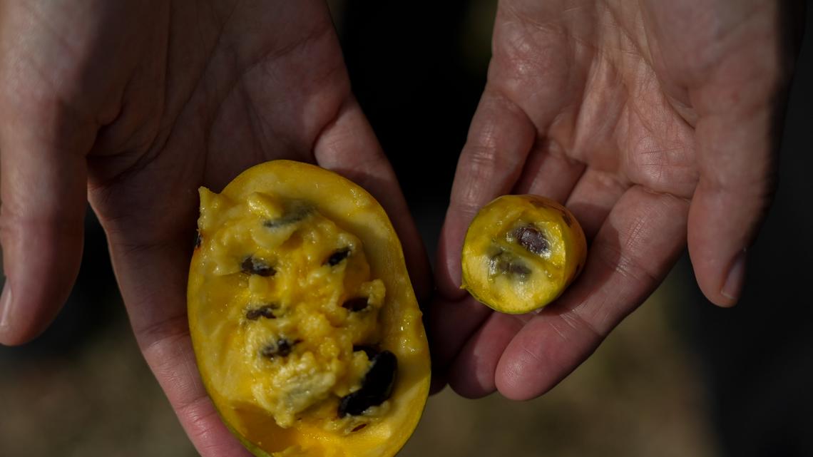 In Ohio, drought and shifting weather patterns affect North America’s largest native fruit [Video]