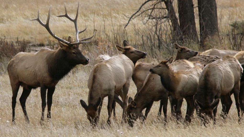 Saskatchewan hunting: Province unveils hunting pilot project in 5 RMs [Video]