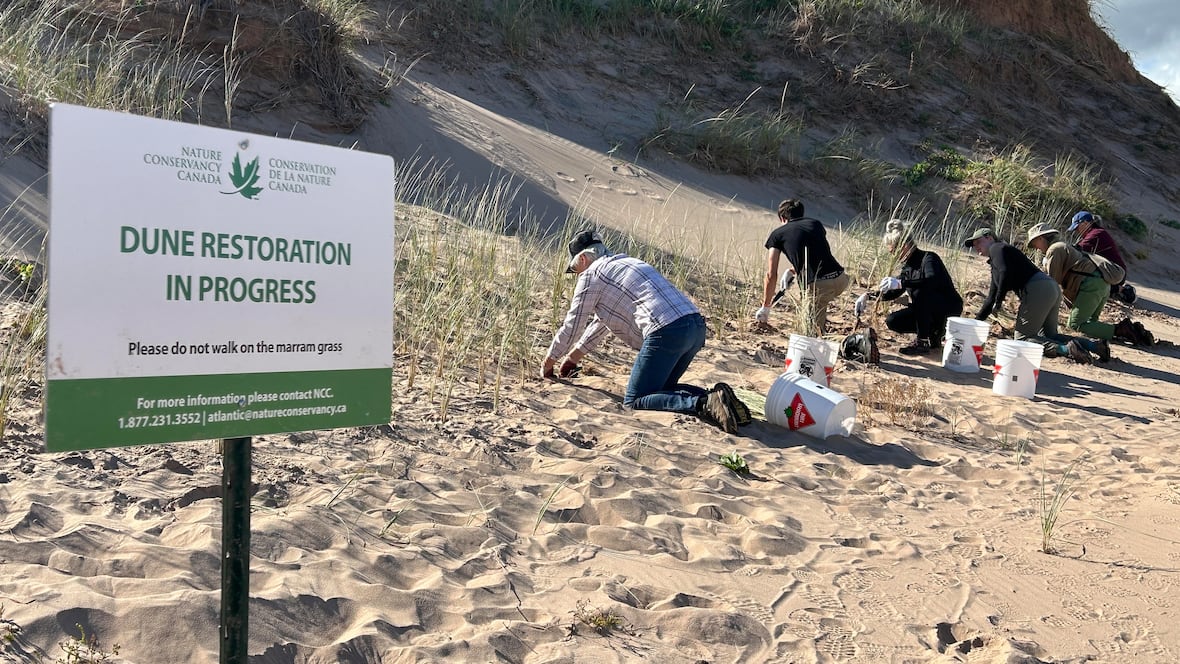 Volunteers plant marram grass to help replenish dunes at P.E.I. beach [Video]