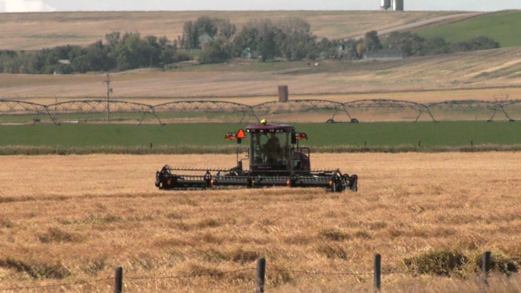 Southern Alberta farmers nearly finished harvest [Video]