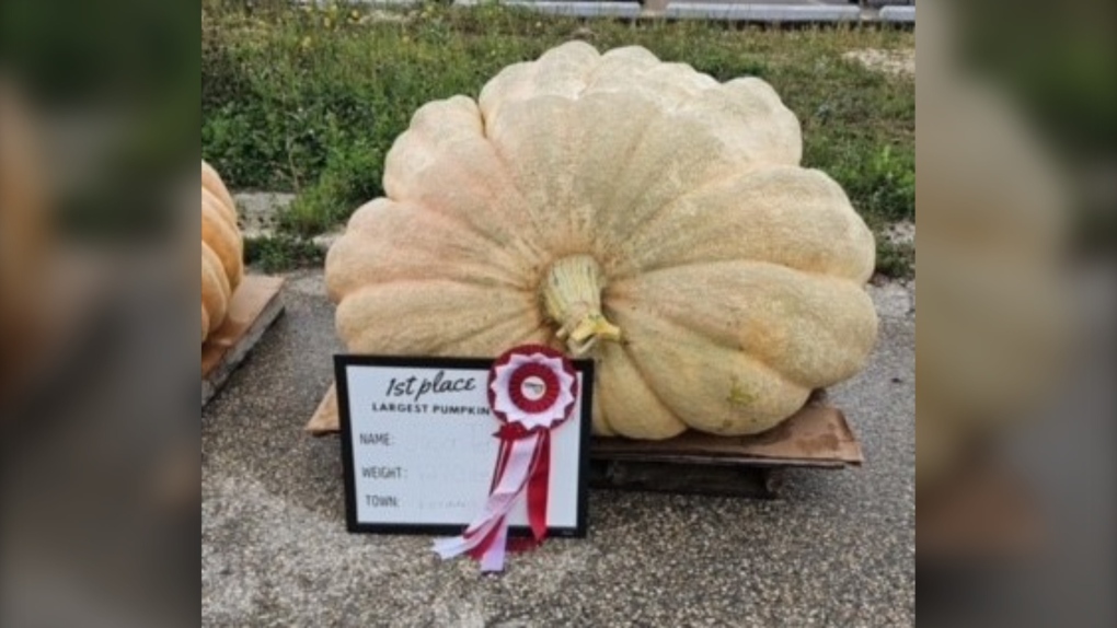 Giant pumpkins take over Manitoba community [Video]