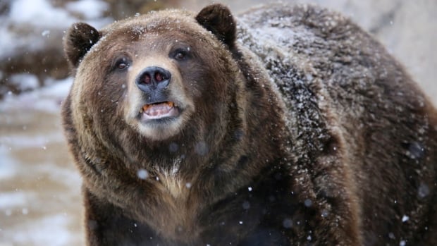 7,000 applied to hunt Alberta’s ‘problem’ wildlife  including grizzly bears  says minister [Video]